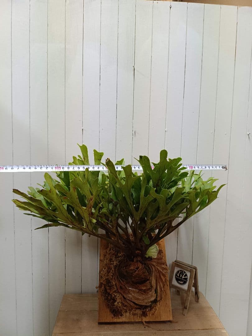 K293 【板付！XLサイズ】激ジャングル！！！ビカクシダ リドレイ1/27輸入