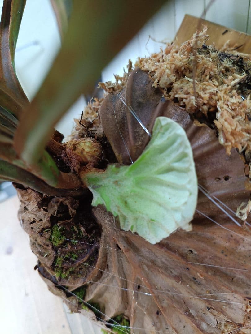 K293 【板付！XLサイズ】激ジャングル！！！ビカクシダ リドレイ1/27輸入