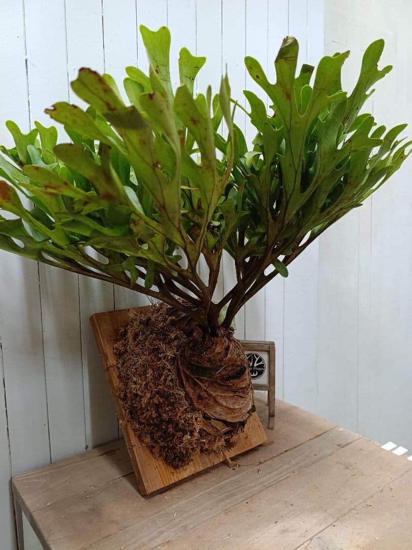 K293 【板付！XLサイズ】激ジャングル！！！ビカクシダ リドレイ1/27輸入