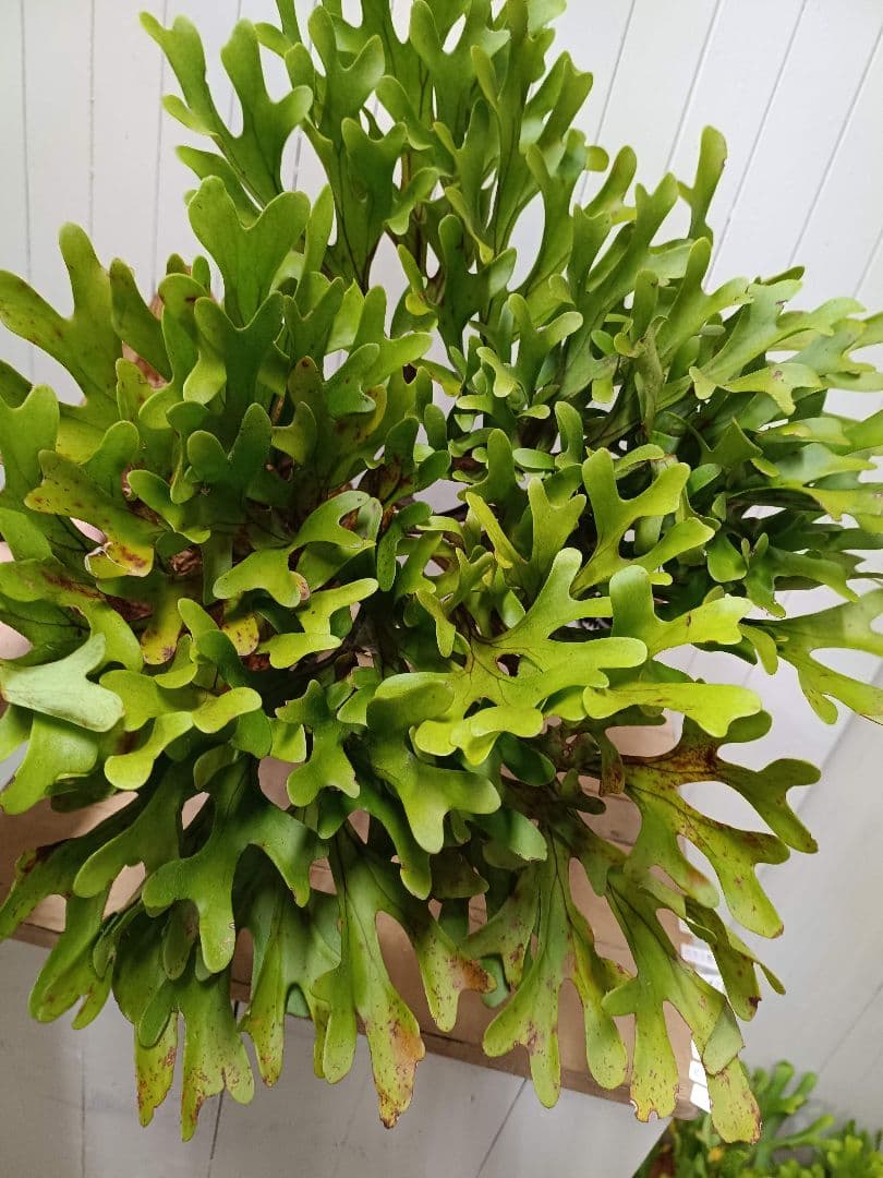 K293 【板付！XLサイズ】激ジャングル！！！ビカクシダ リドレイ1/27輸入