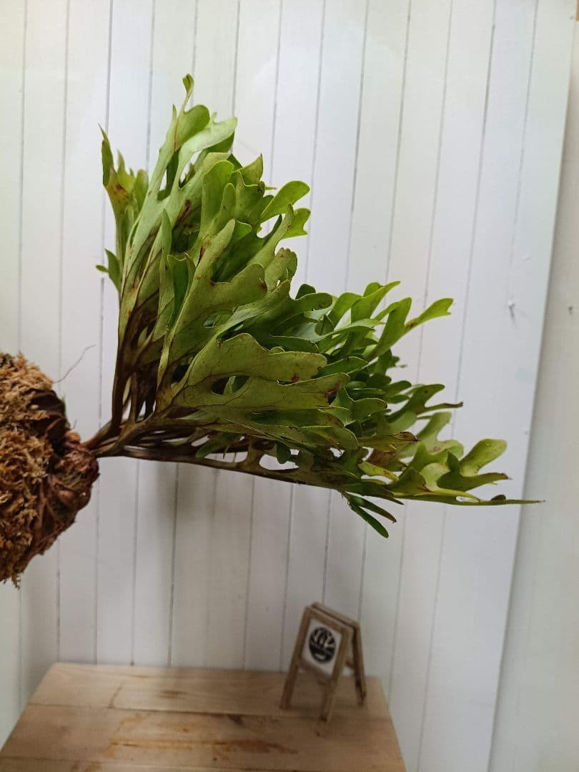 K293 【板付！XLサイズ】激ジャングル！！！ビカクシダ リドレイ1/27輸入