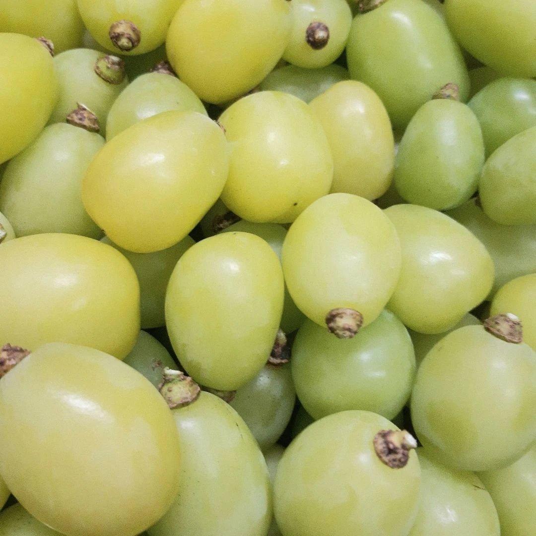 シャインマスカット増量の、徳用5.5キロ入りの粒バック入り本日限定特売品