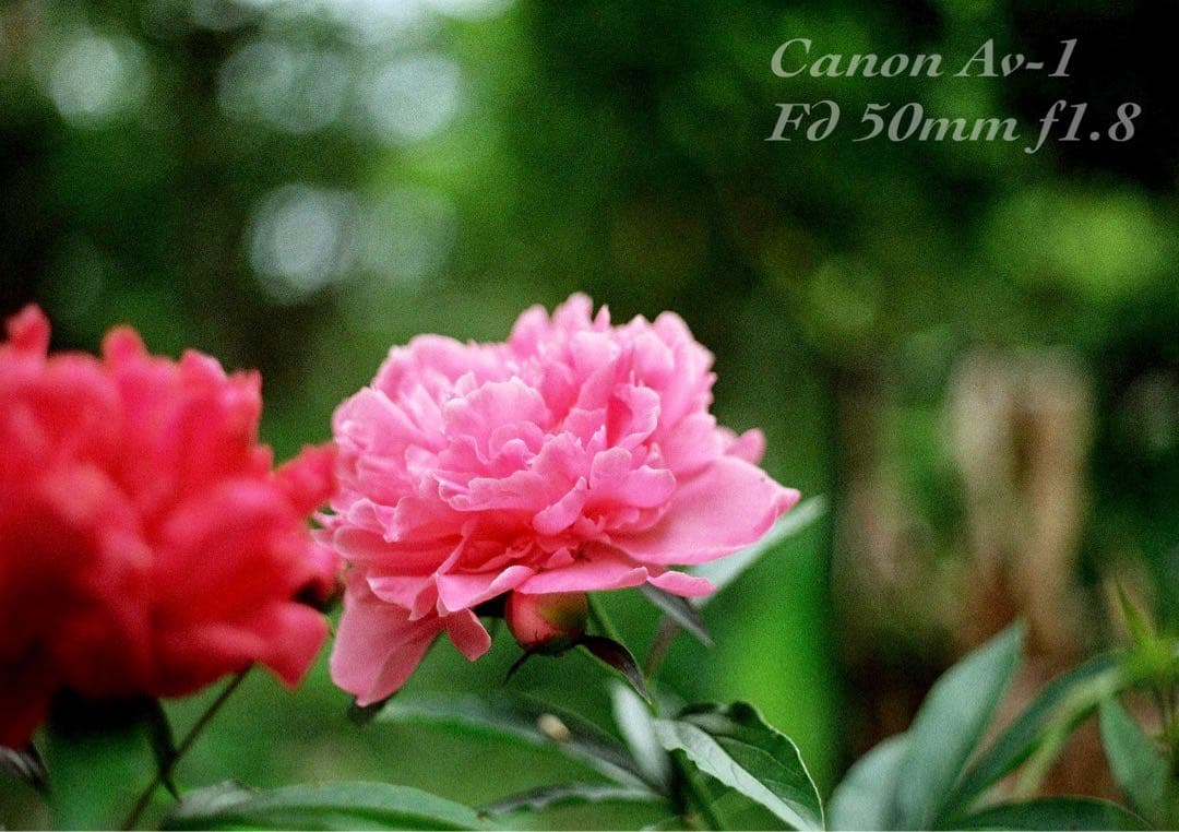 ★フィルム入門に！★canon av-1★完動品＊美品＊初期保証＊作例多数！