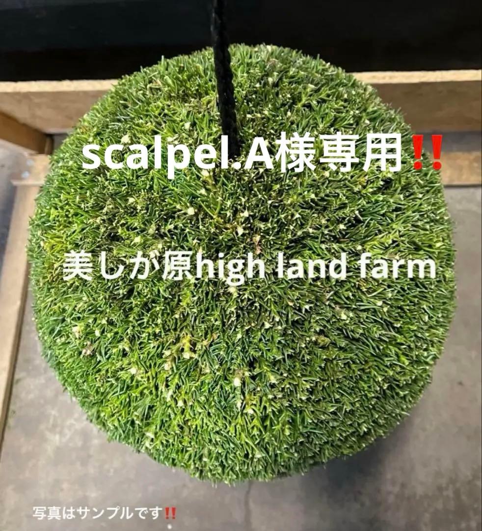 杉玉　約40㎝‼️お客様ご注文品　縁起物　丸くて幸せ　家族円満♪