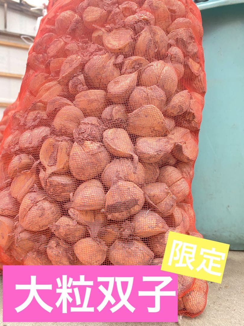 タネ にんにく 消毒済み 大サイズ 青森県産 福地ホワイト六片 種用ニンニク