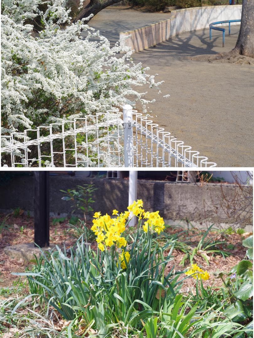 ペンタックスKX pentax kx SMC PENTAX-M 50mm F2