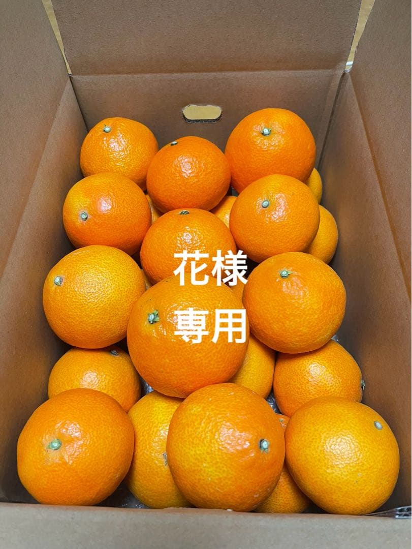 紅マドンナ(5kgx2箱)・ご家庭用