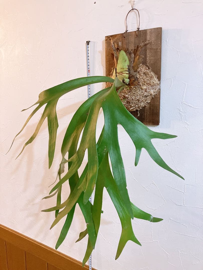 外ハネ　大株ビカクシダ　ウィリンキーwild\"east java\"コウモリラン