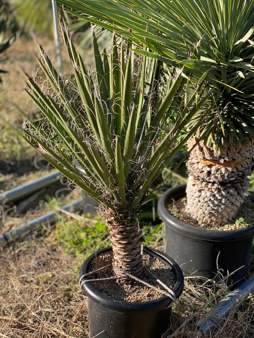 ⭐︎初売り⭐︎ユッカ フィリフェラ