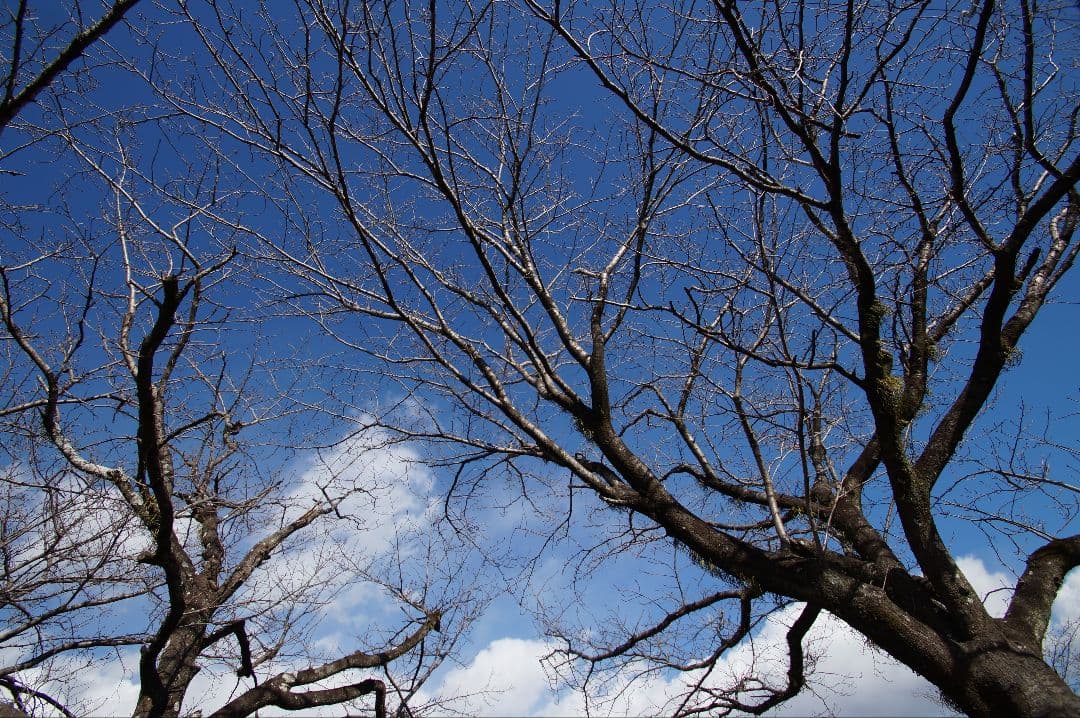 超望遠OK!! Sony デジタル一眼レフカメラフルセット