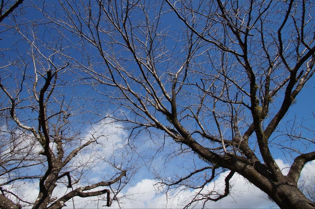 超望遠OK!! Sony デジタル一眼レフカメラフルセット