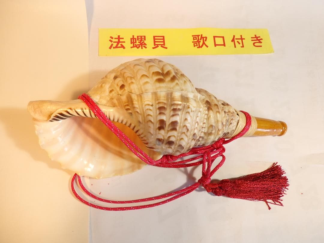 法螺貝 約35㎝ 木製歌口,赤紐付　新品　 MH-443