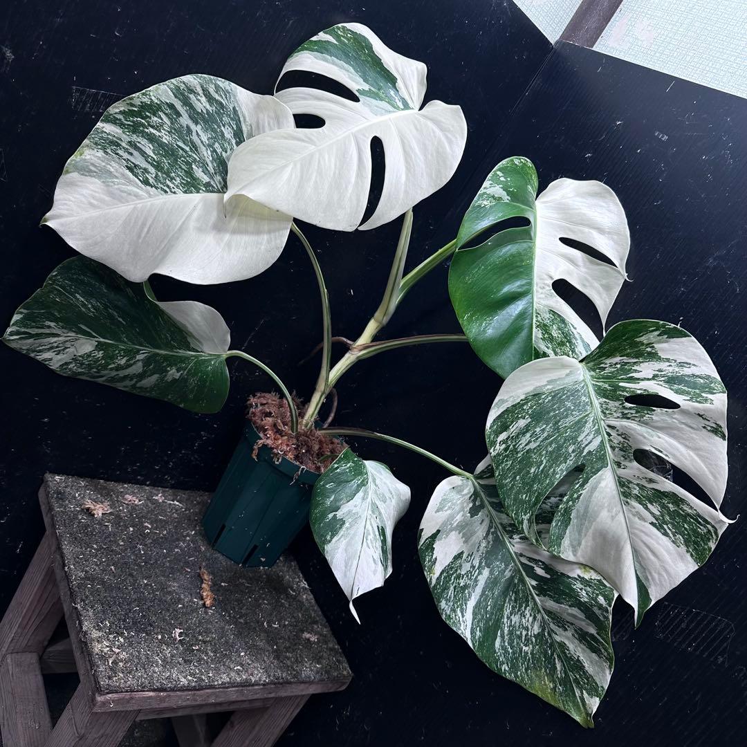 ば*ん様 斑入りモンステラ ホワイトタイガー極美大株51cm白斑多