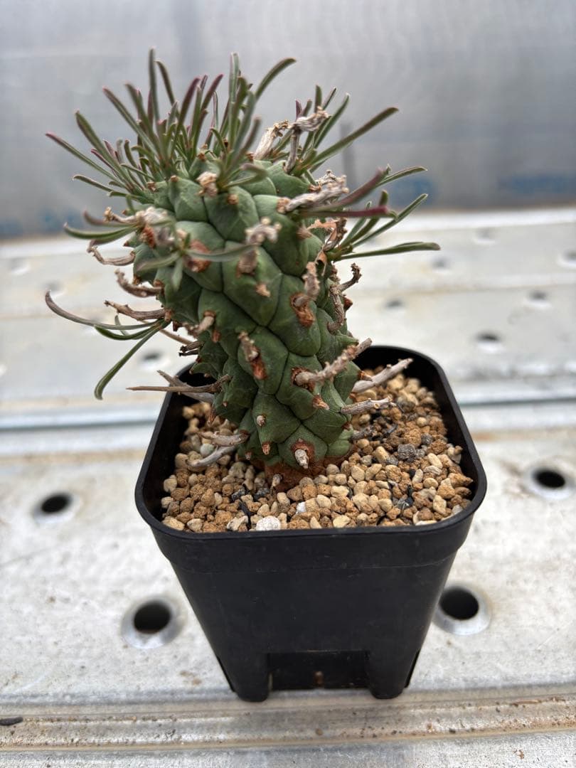 ユーフォルビア　闘牛角　スコエンランディ