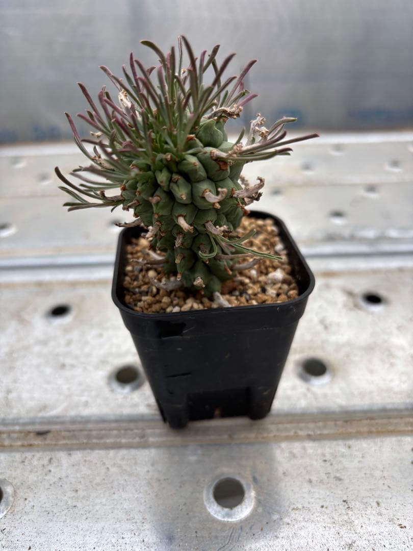 ユーフォルビア　闘牛角　スコエンランディ