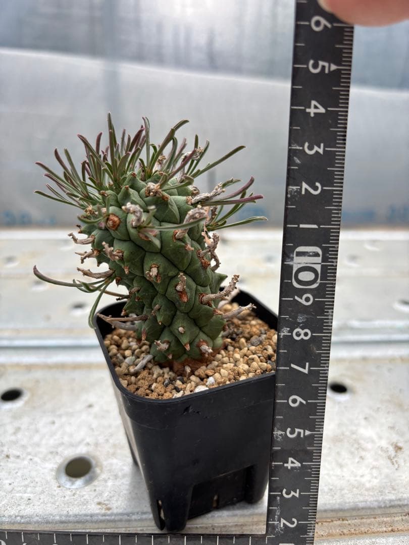 ユーフォルビア　闘牛角　スコエンランディ