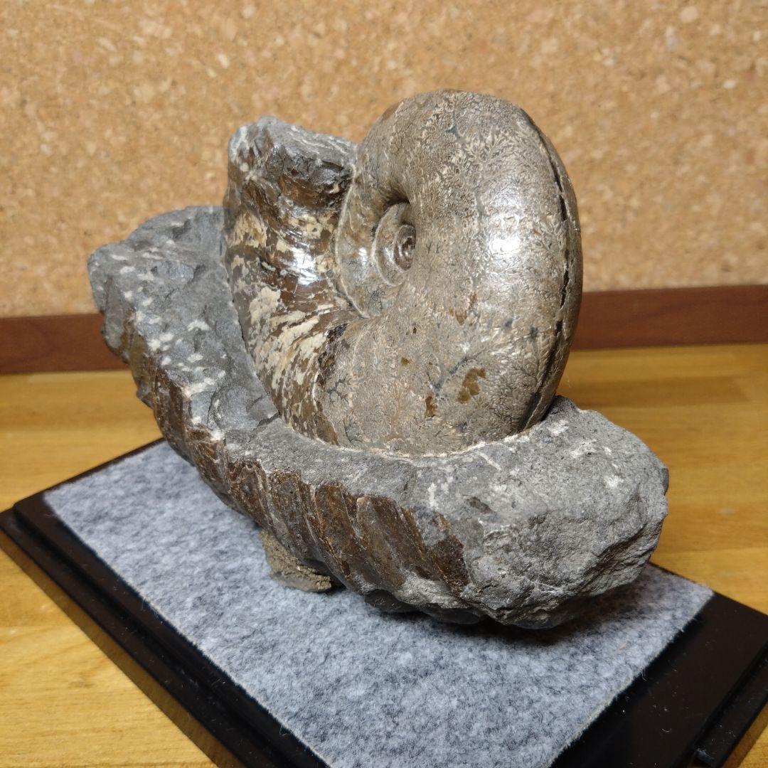 アンモナイト化石 15.0cm（112）
