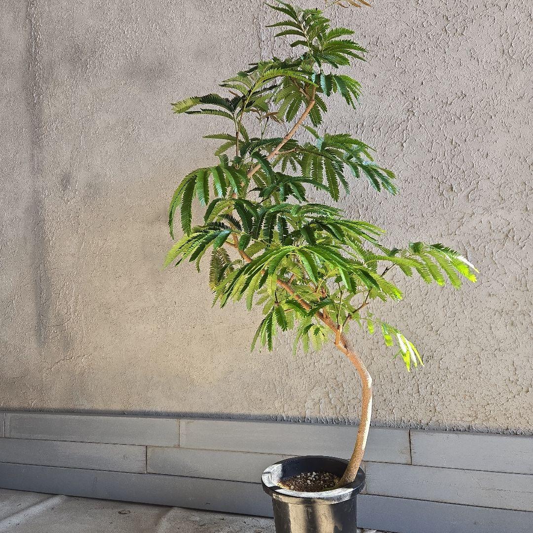 ⑫　エバーフレッシュ曲がり仕立て　8号特大苗木最高等級極上品‼️