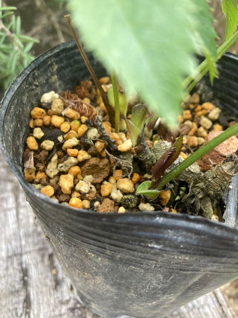 クリスマスローズ　株分け苗　2 メルカリ便