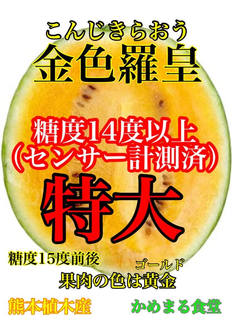 特大！金色羅皇4L2玉セットご家庭用19〜21k箱込　かめまる食堂