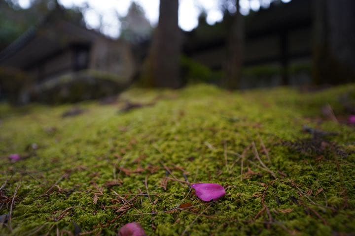 トキナー FiRIN 20mm F2 FE AF ソニーEマウント用