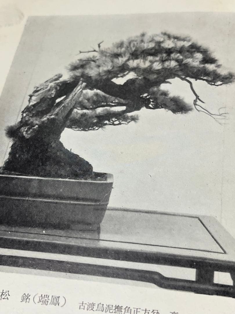 記念帖　盆栽　盆栽鉢　水石