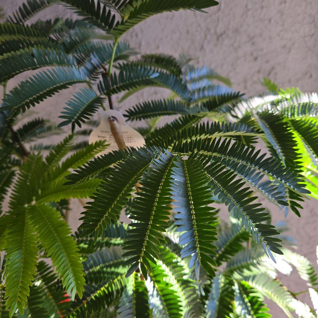 ④　エバーフレッシュ　8号特大苗木最高等級極上品‼️　極太