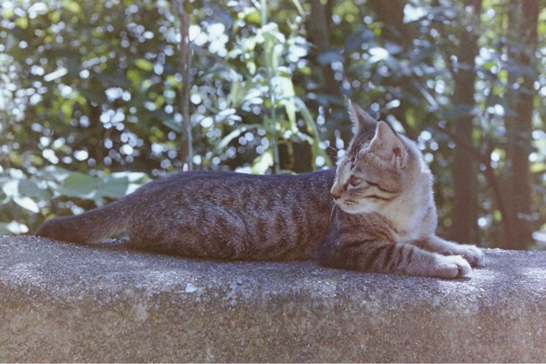 フィルムカメラ Nikon F2 Photomic DP-1 + Nikkor 50mm F2