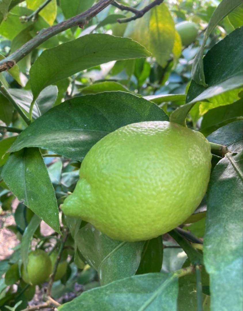 瀬戸内広島レモン♪15kg 農家直送