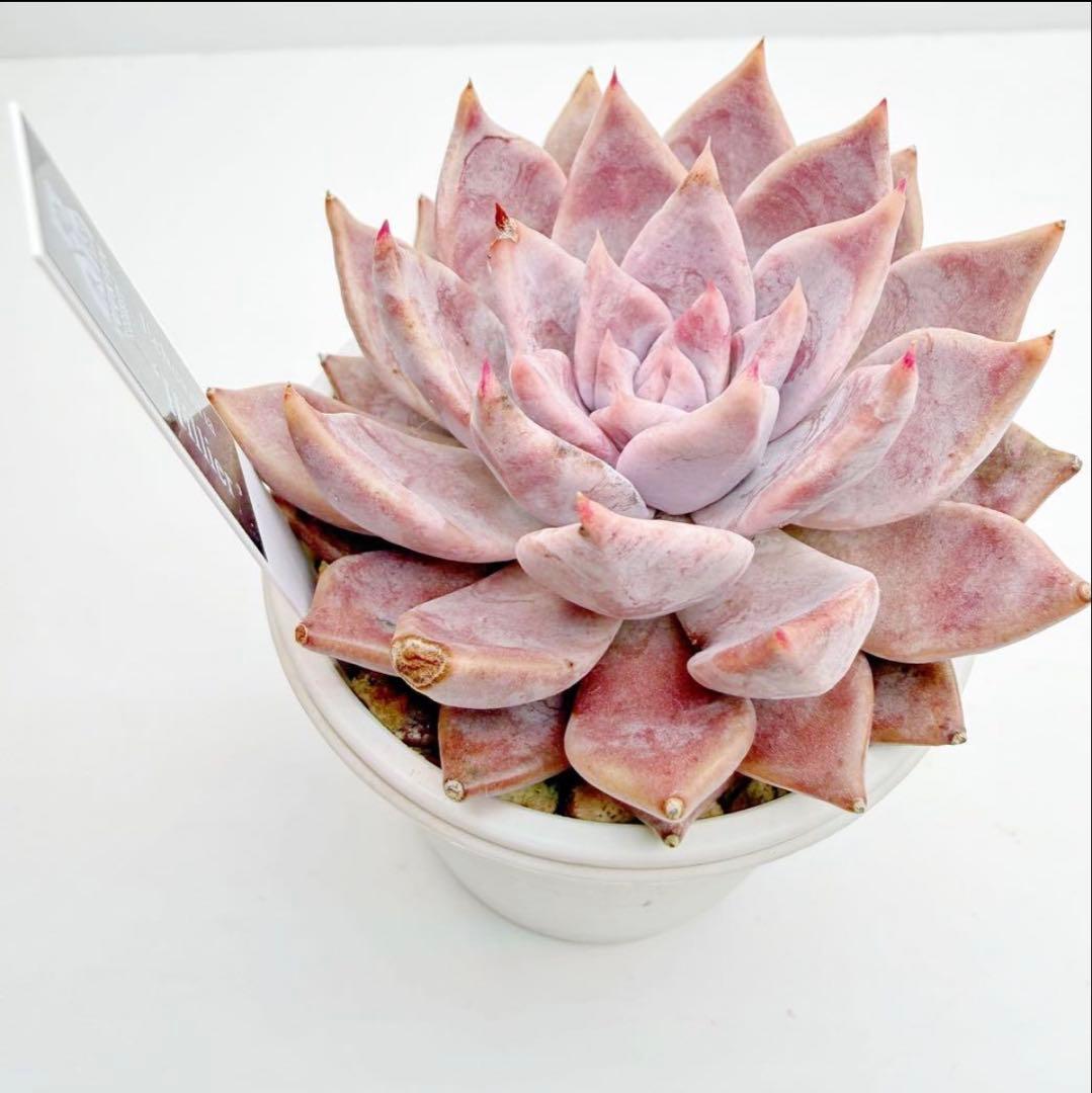 12日迄の限定価格！優木園　春秋・芥子・Hillier　札付き・メルカリ便発送！