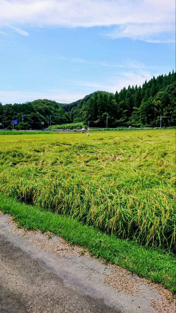 星空舞 25kg 令和7年 鳥取県産 一等米 新米 精米 米