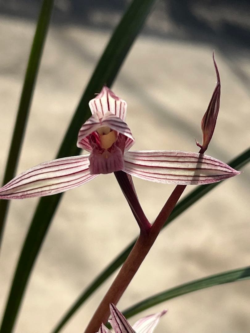 中国四川蘭　水晶紅素　7本立　花芽1