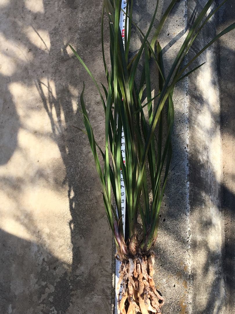 中国四川蘭　水晶紅素　7本立　花芽1