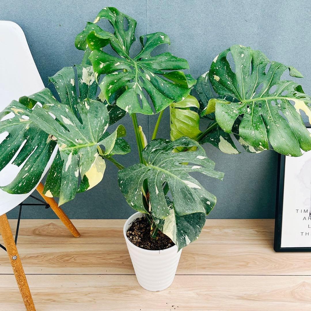 ［現品］【希少】H モンステラデリシオーサ　斑入り　レア　観葉植物　室内　大型