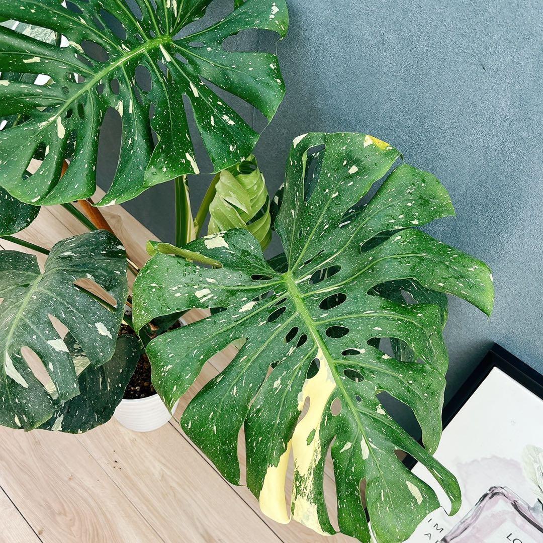 ［現品］【希少】H モンステラデリシオーサ　斑入り　レア　観葉植物　室内　大型