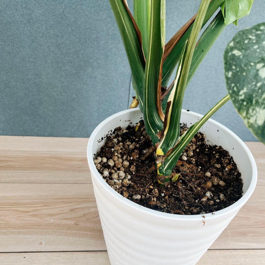 ［現品］【希少】H モンステラデリシオーサ　斑入り　レア　観葉植物　室内　大型