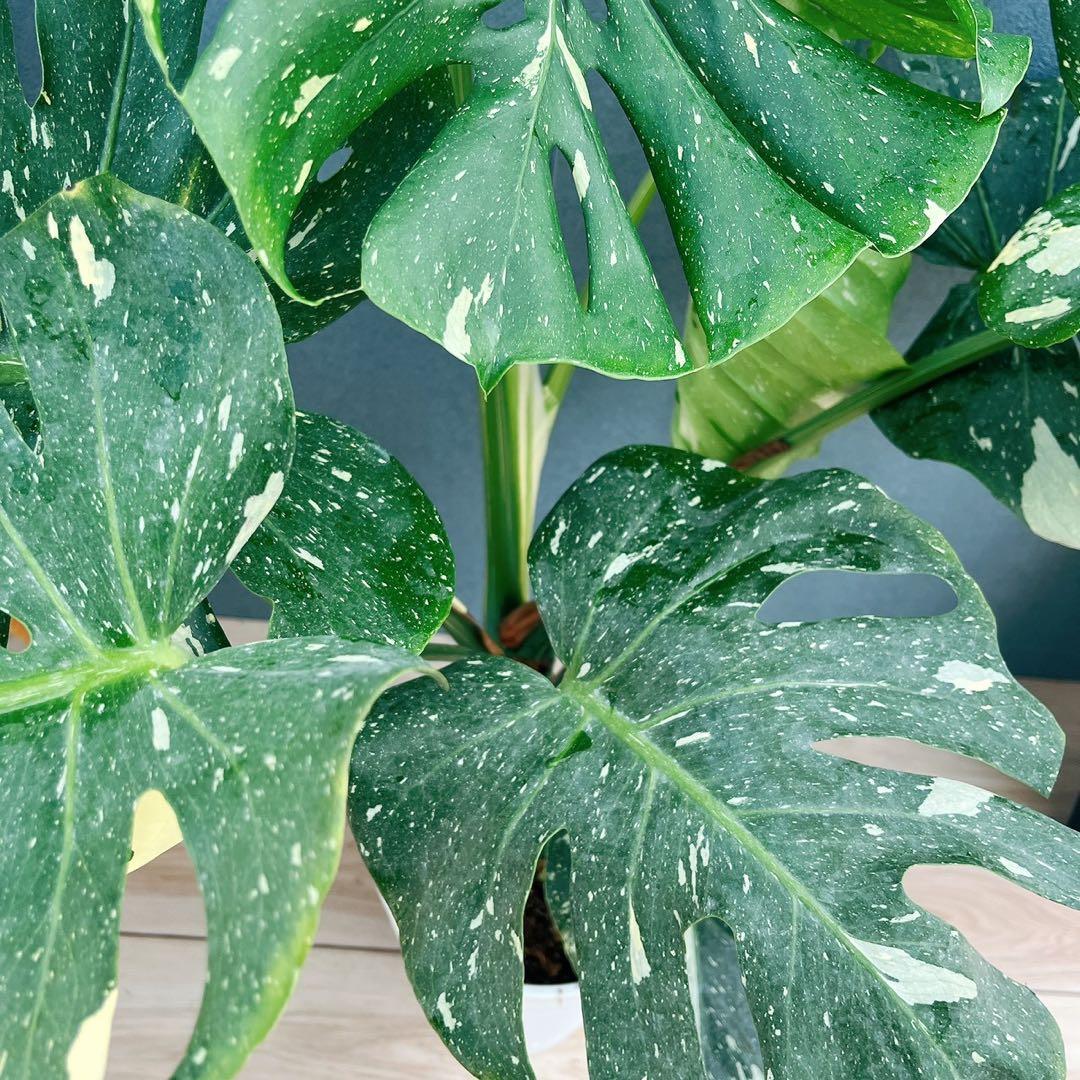 ［現品］【希少】H モンステラデリシオーサ　斑入り　レア　観葉植物　室内　大型