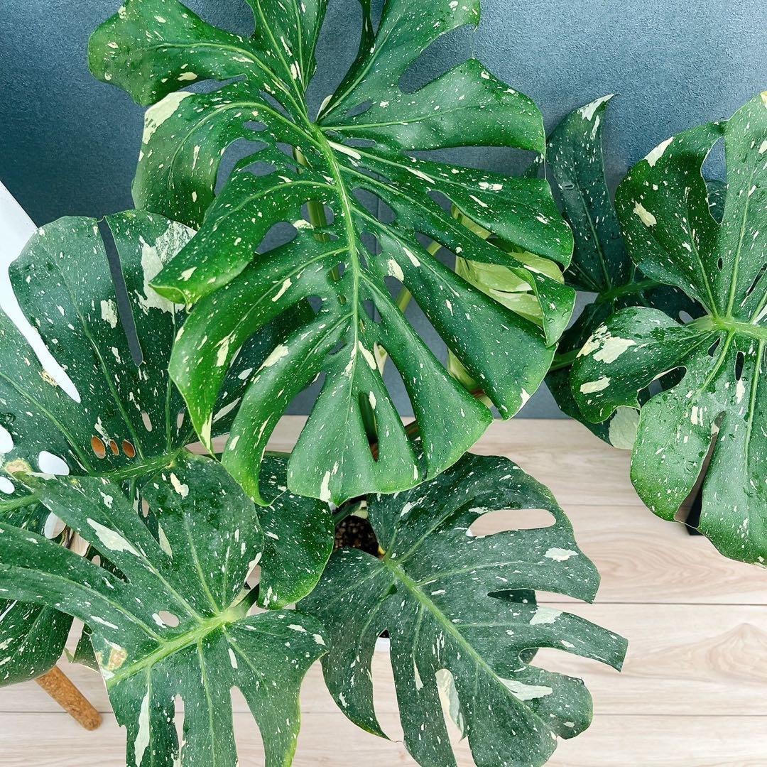 ［現品］【希少】H モンステラデリシオーサ　斑入り　レア　観葉植物　室内　大型