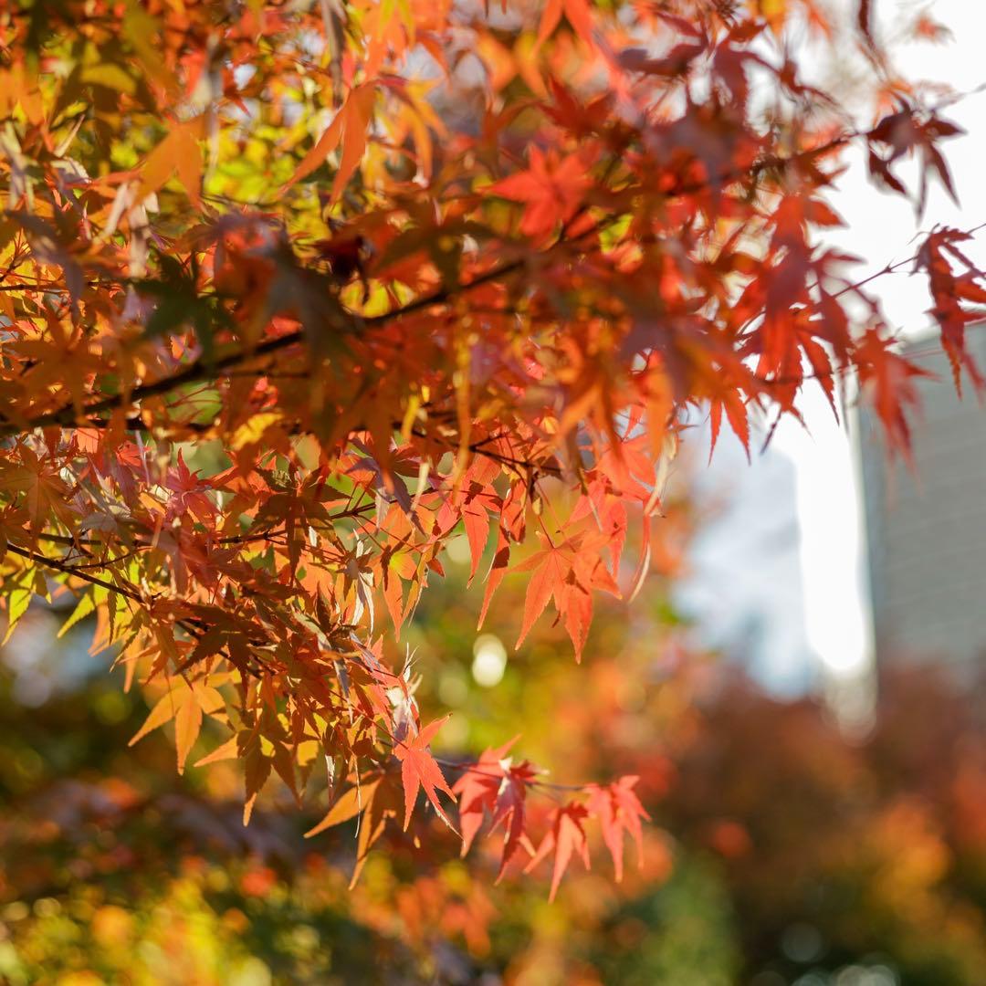 Canon EF50mm F1.8 STM 単焦点レンズ 純正フード付属