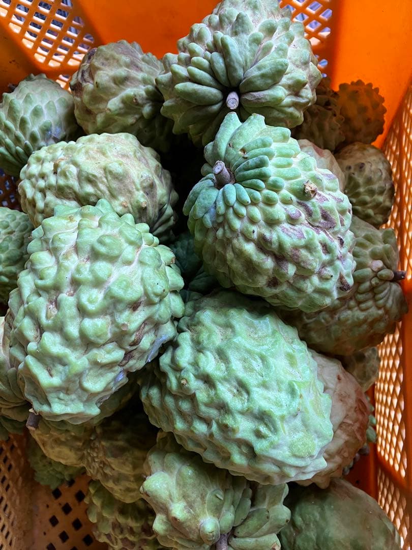 アテモヤ4.5キロ　ご自宅用に