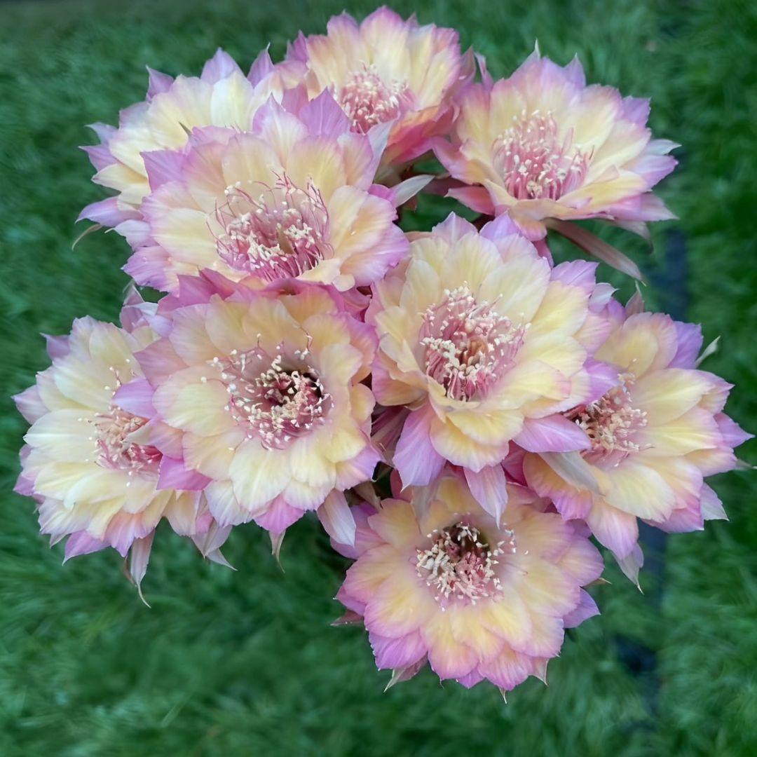 幸*運様 オーロラ　人気花サボテン　ロビビア属　　複色咲き　群開花　カキコ