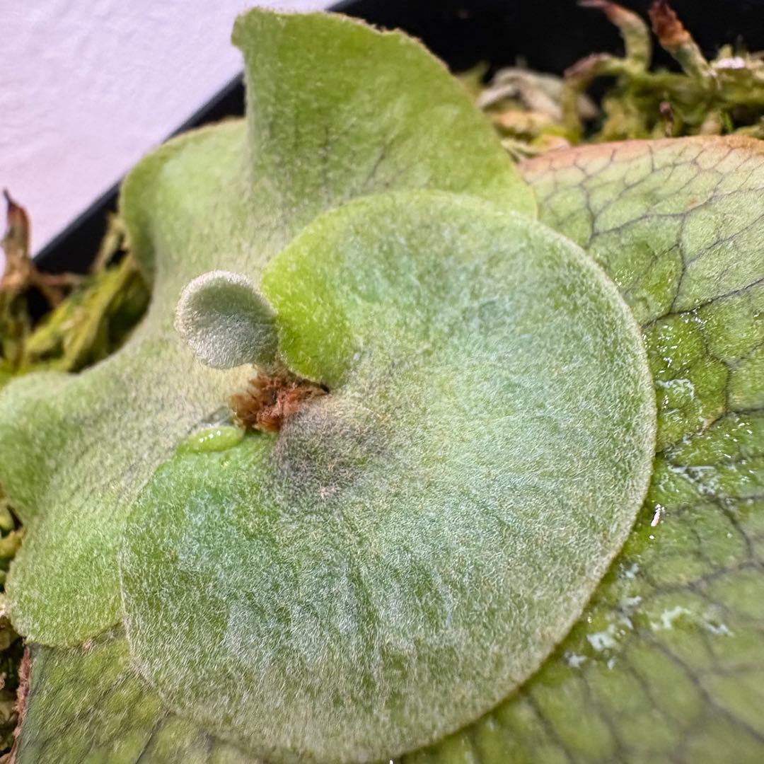 khunphon yot ♯14 クンポン ビカクシダ 子株 株分け