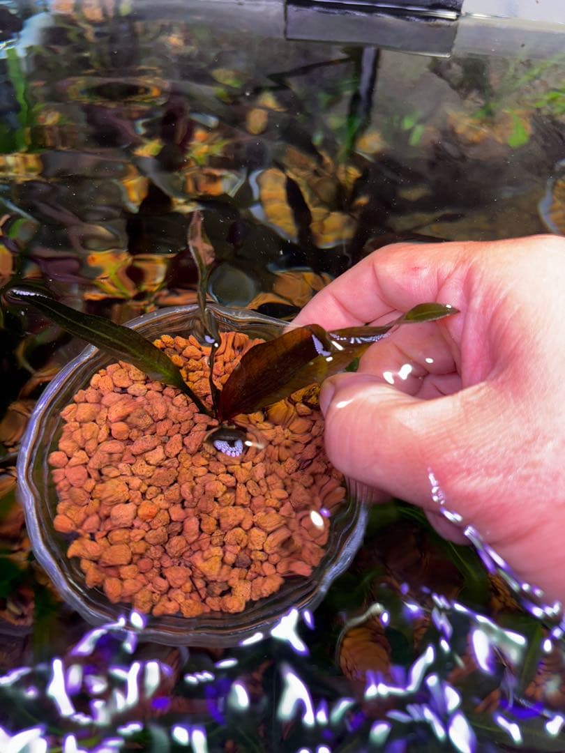 エキノドルス　ホレマニーレッド　バース便