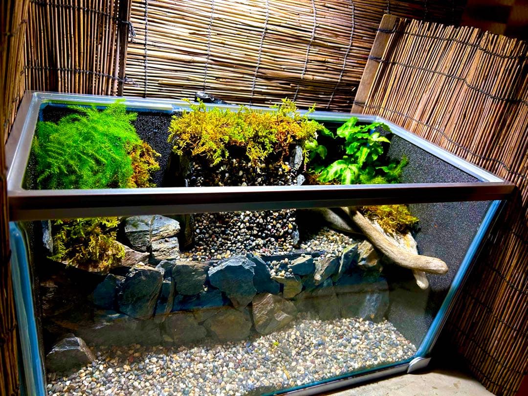 水の流れる滝テラリウム水槽　苔テラリウム　50センチ