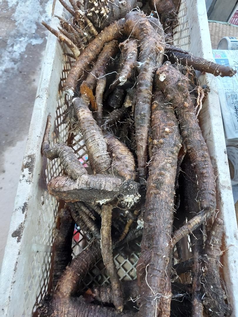 らん、さん、専用ツルニンジン8キロ、7年物