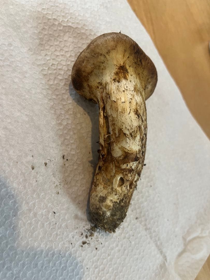 松茸200g（6本）長野県南信州産　国産松茸