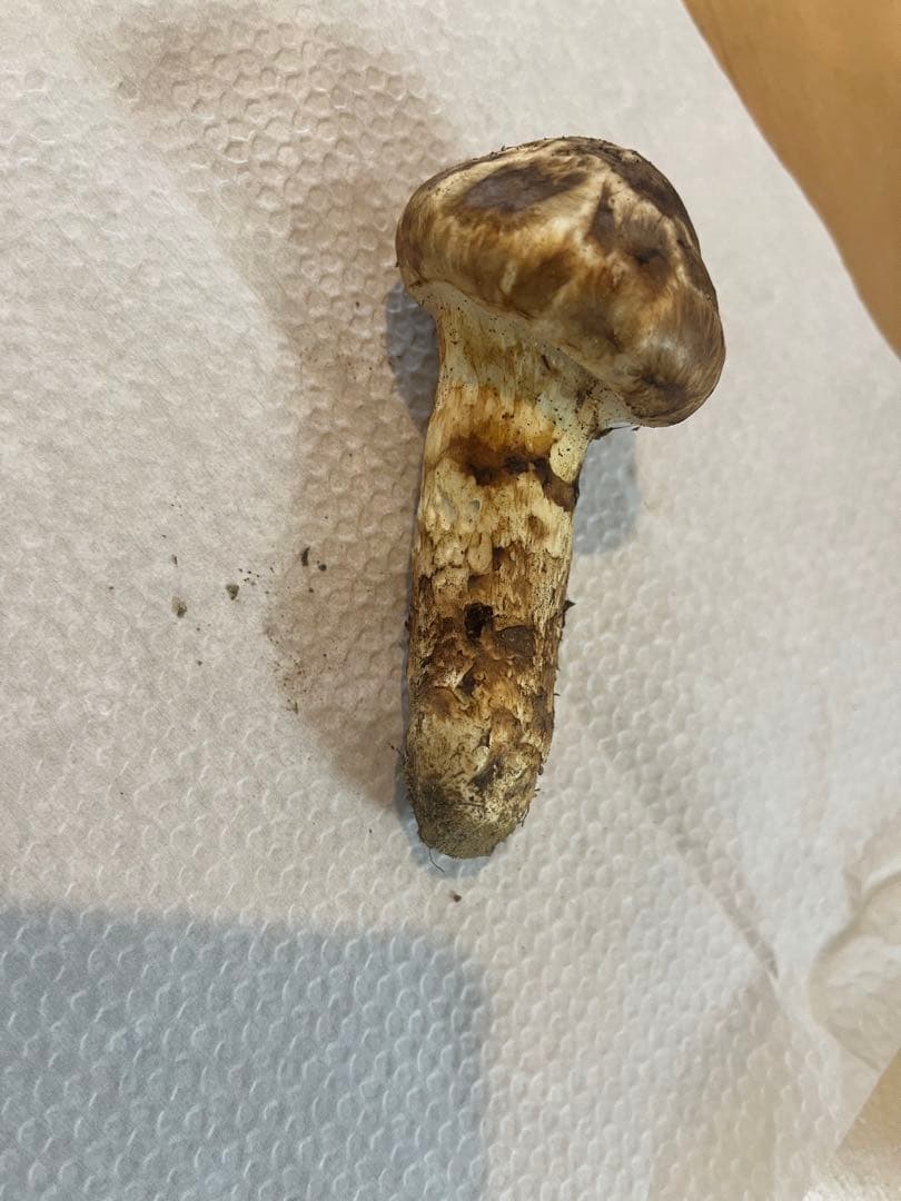 松茸200g（6本）長野県南信州産　国産松茸