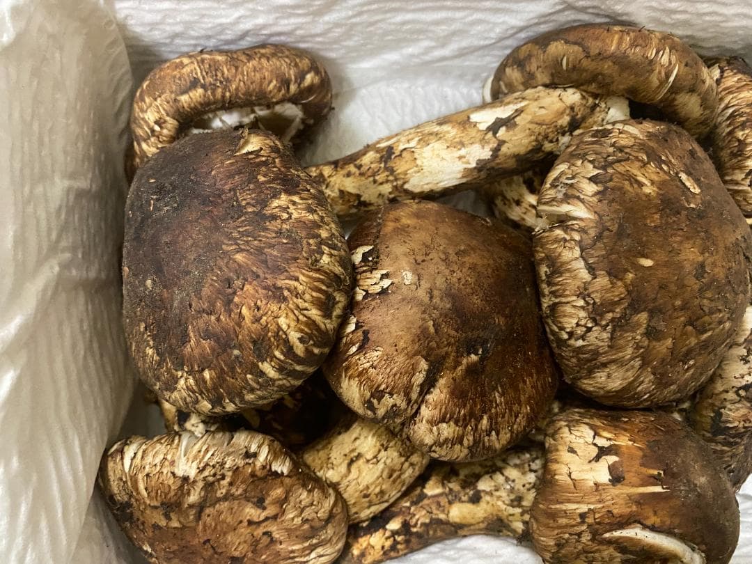 新鮮 マツタケ １ｋｇ