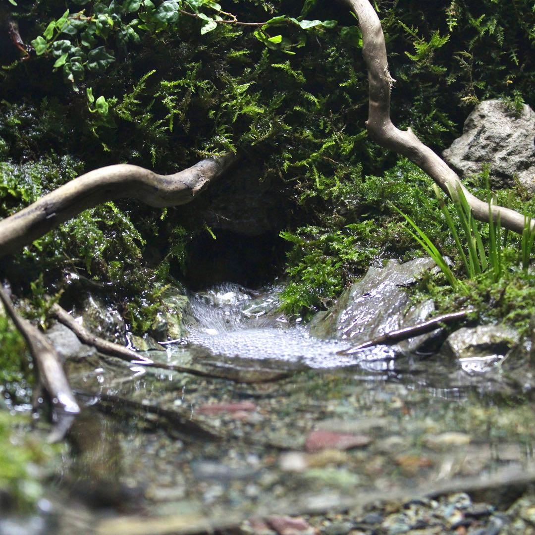 夕方　オーダー作品　アクアテラリウム　イモリウム