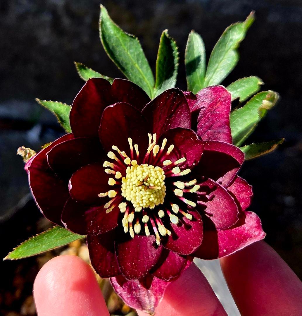 クリスマスローズ　キラメキ　チョコレート